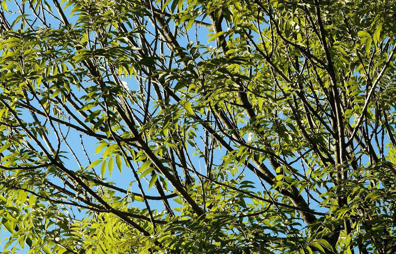 L&rsquo;agrile du frêne étatsunienne, une manne pour GDG Environnement