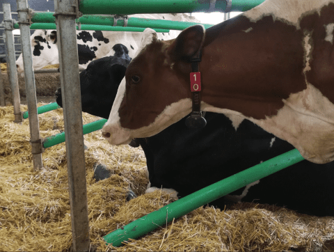 La nouvelle réalité des fermes 4.0 au Québec