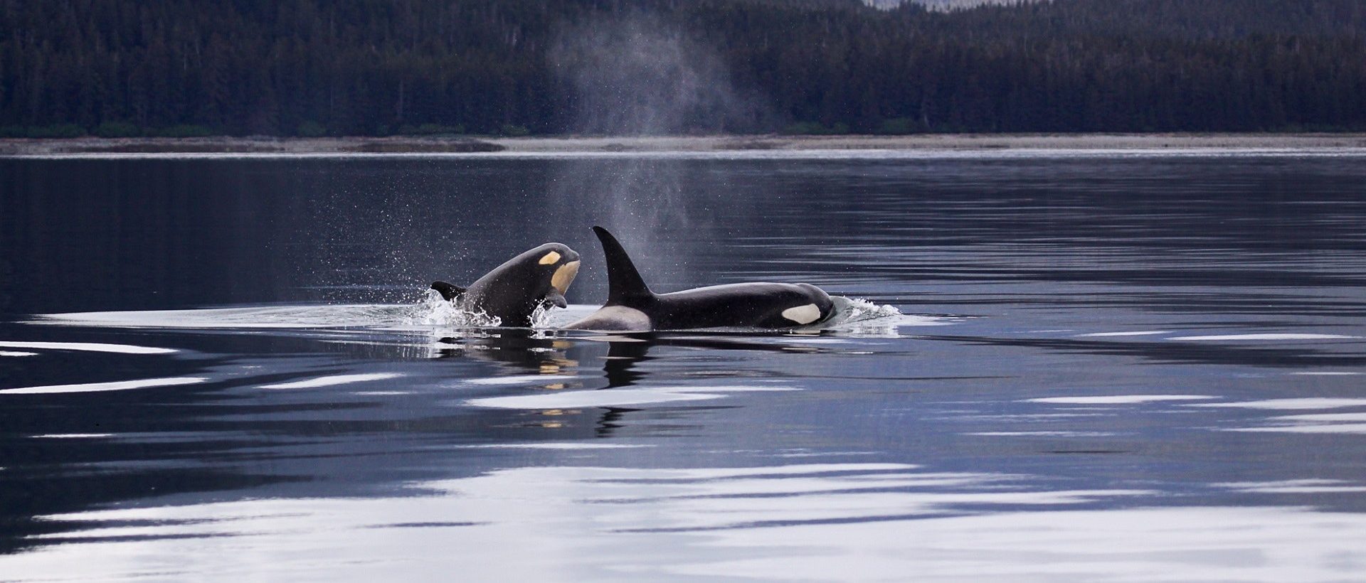 12.6 M$ investis pour la protection des orques et des océans