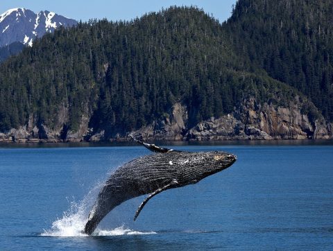 Le Canada investit dans des initiatives scientifiques pour protéger les baleines