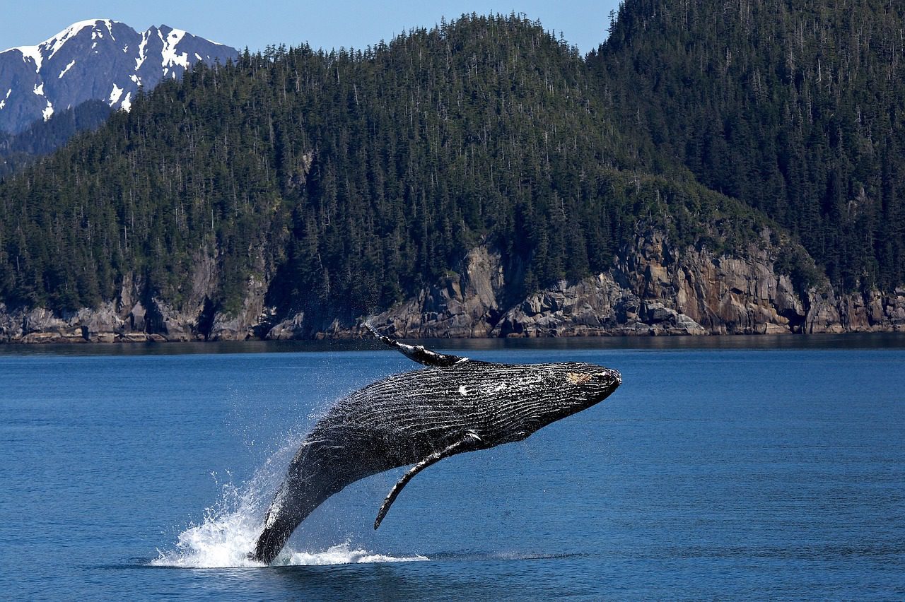 Le Canada investit dans des initiatives scientifiques pour protéger les baleines