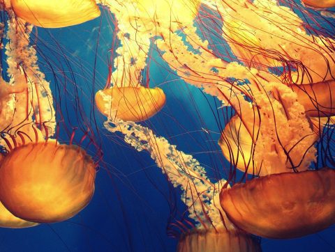 Les océans au coeur de la semaine de la culture scientifique