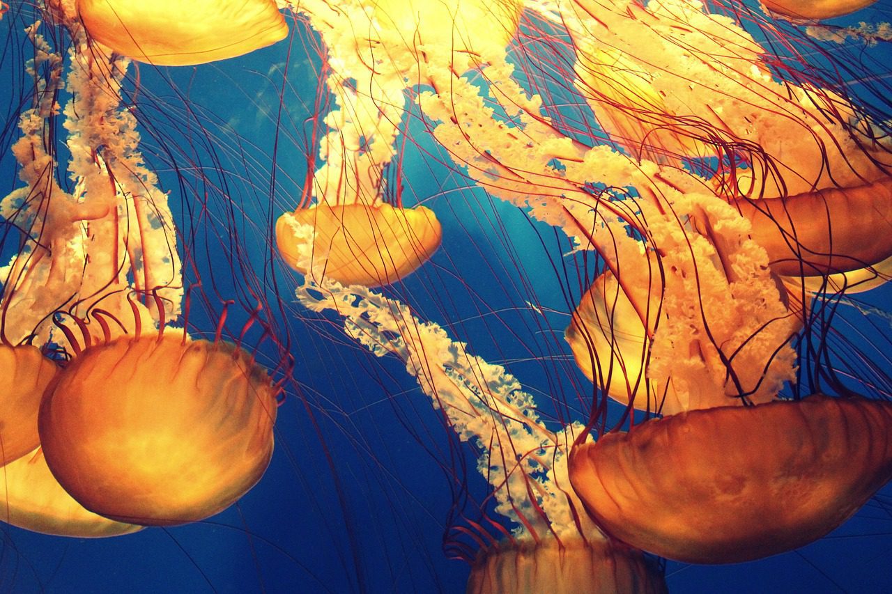 Les océans au coeur de la semaine de la culture scientifique