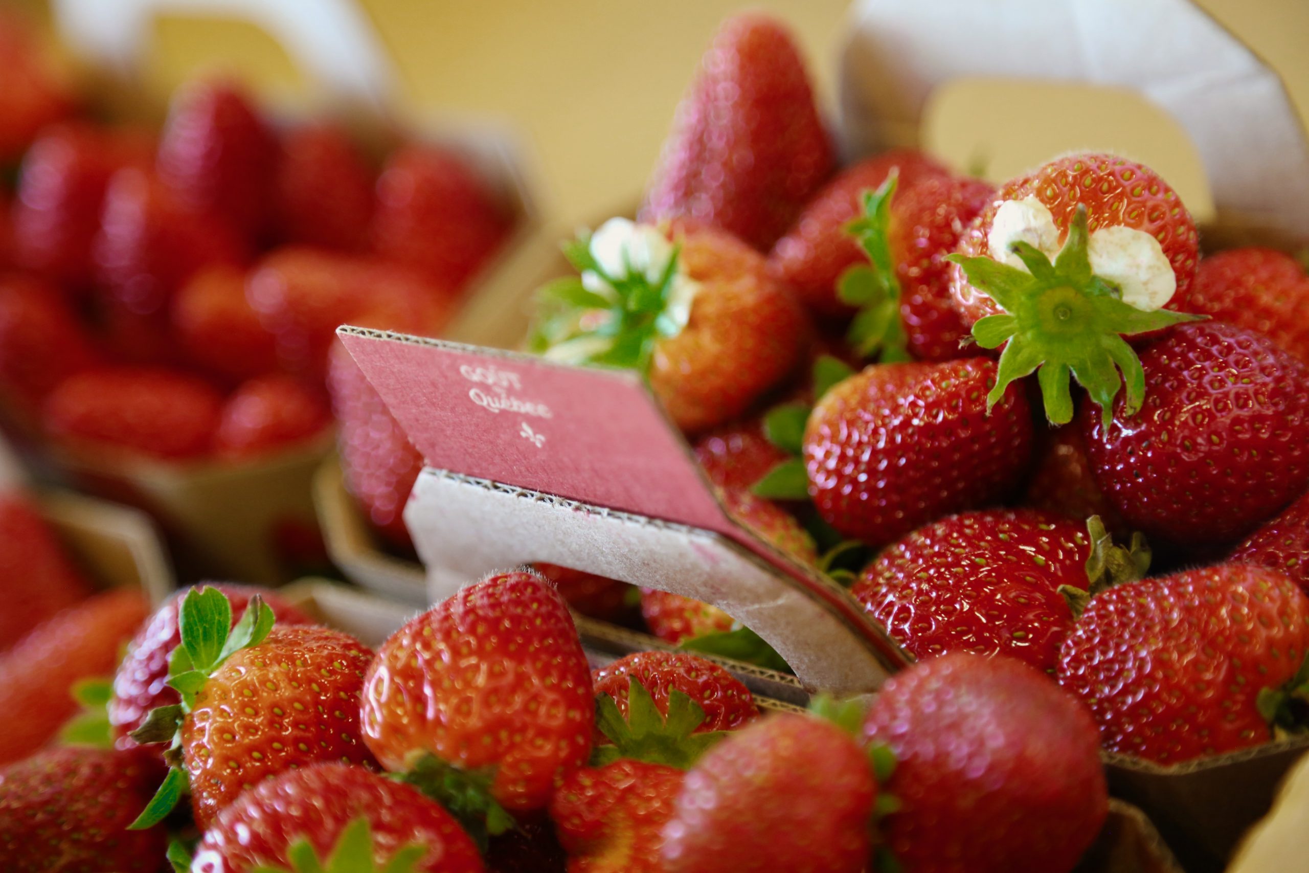 L&rsquo;AUTOSUFFISANCE ALIMENTAIRE, ÇA PORTE FRUIT!