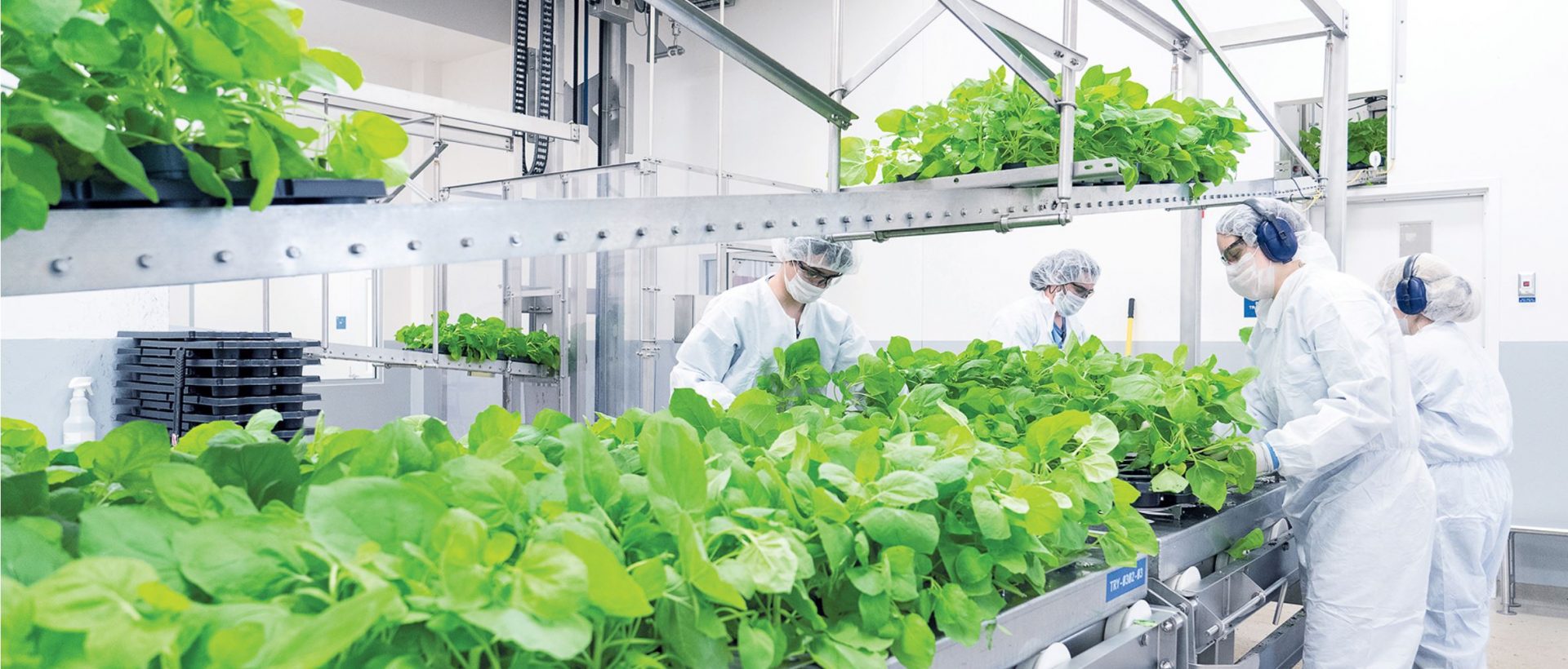 VACCIN: RÉSULTATS ENCOURAGEANTS POUR MEDICAGO