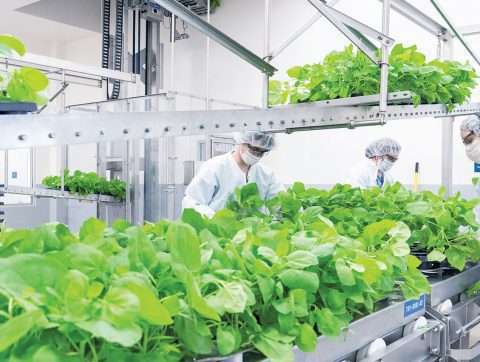 VACCIN: RÉSULTATS ENCOURAGEANTS POUR MEDICAGO