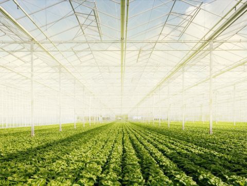 AGRICULTURE : QUÉBEC INVESTIT 6M$ POUR DÉVELOPPER DES TECHNOLOGIES INNOVANTES