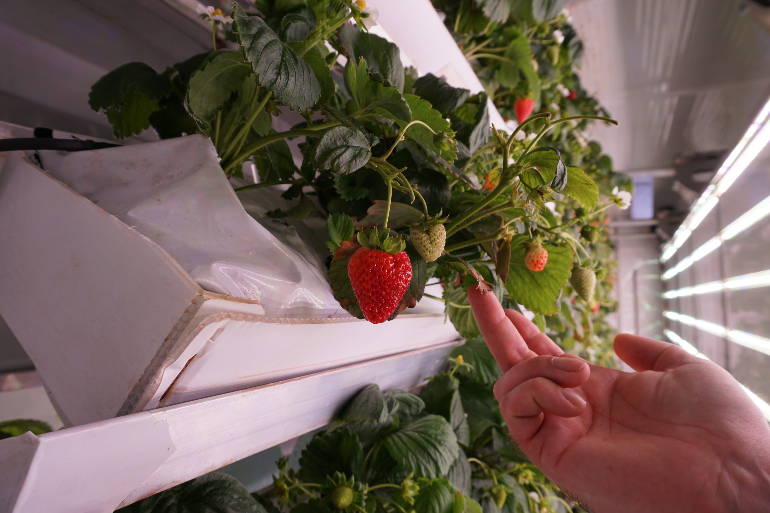 [BALADO]- ÇA GOÛTE QUOI UNE FRAISE 4.0?