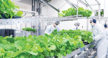 MEDICAGO FAIT ÉQUIPE DANS LA COURSE AU VACCIN