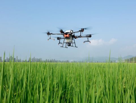Des drones au secours de la biodiversité