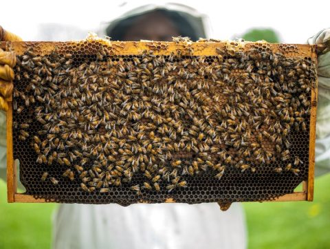 Un capteur intelligent s&rsquo;immisce parmi les abeilles