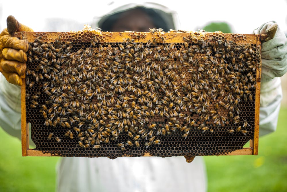 Un capteur intelligent s&rsquo;immisce parmi les abeilles
