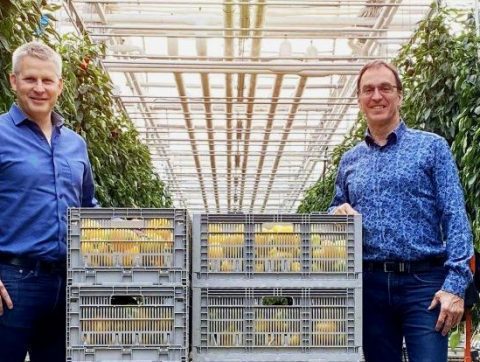 Une solution d&rsquo;éclairage intelligent pour la production en serre