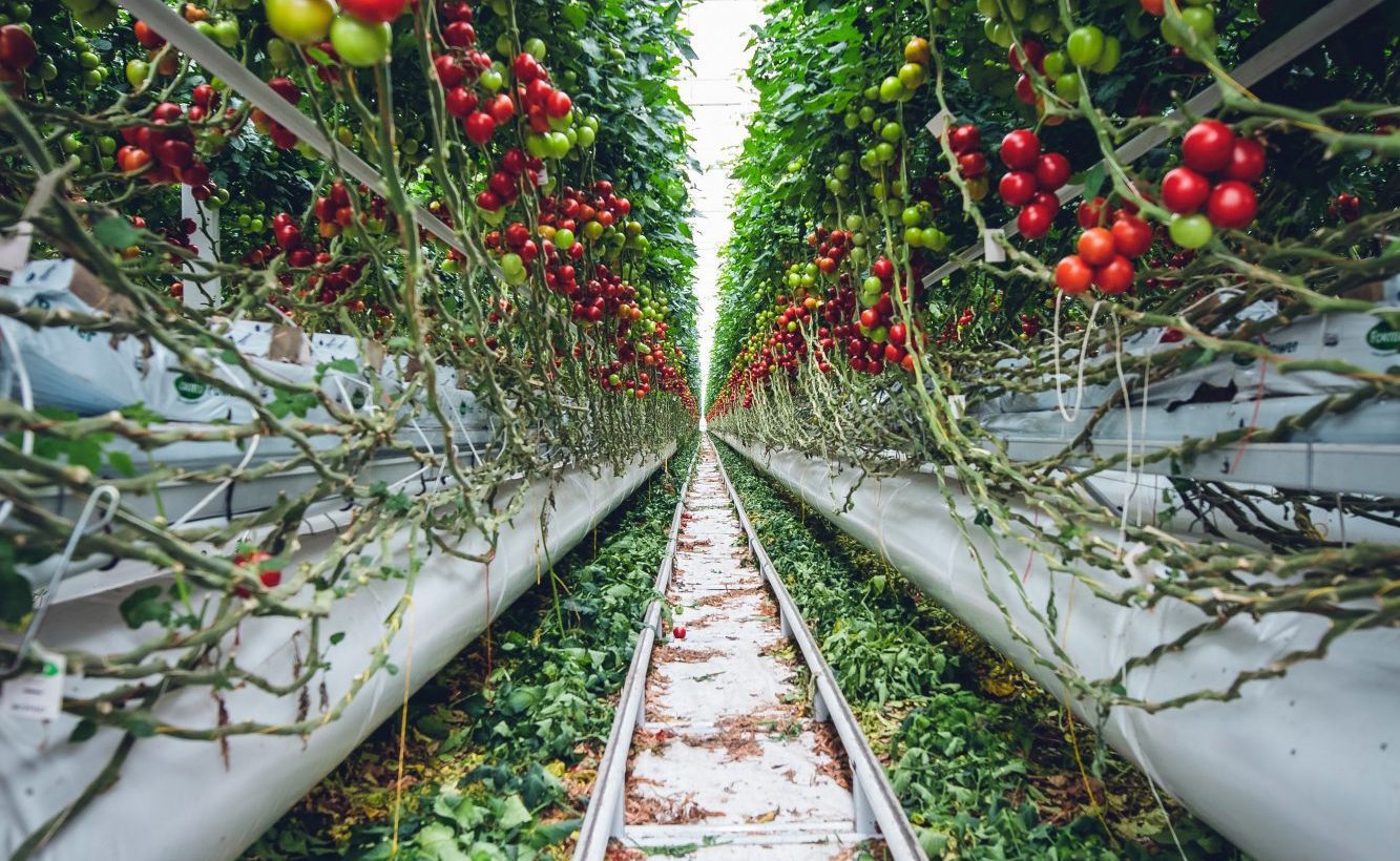 Rendre les serres agricoles québécoises plus intelligentes