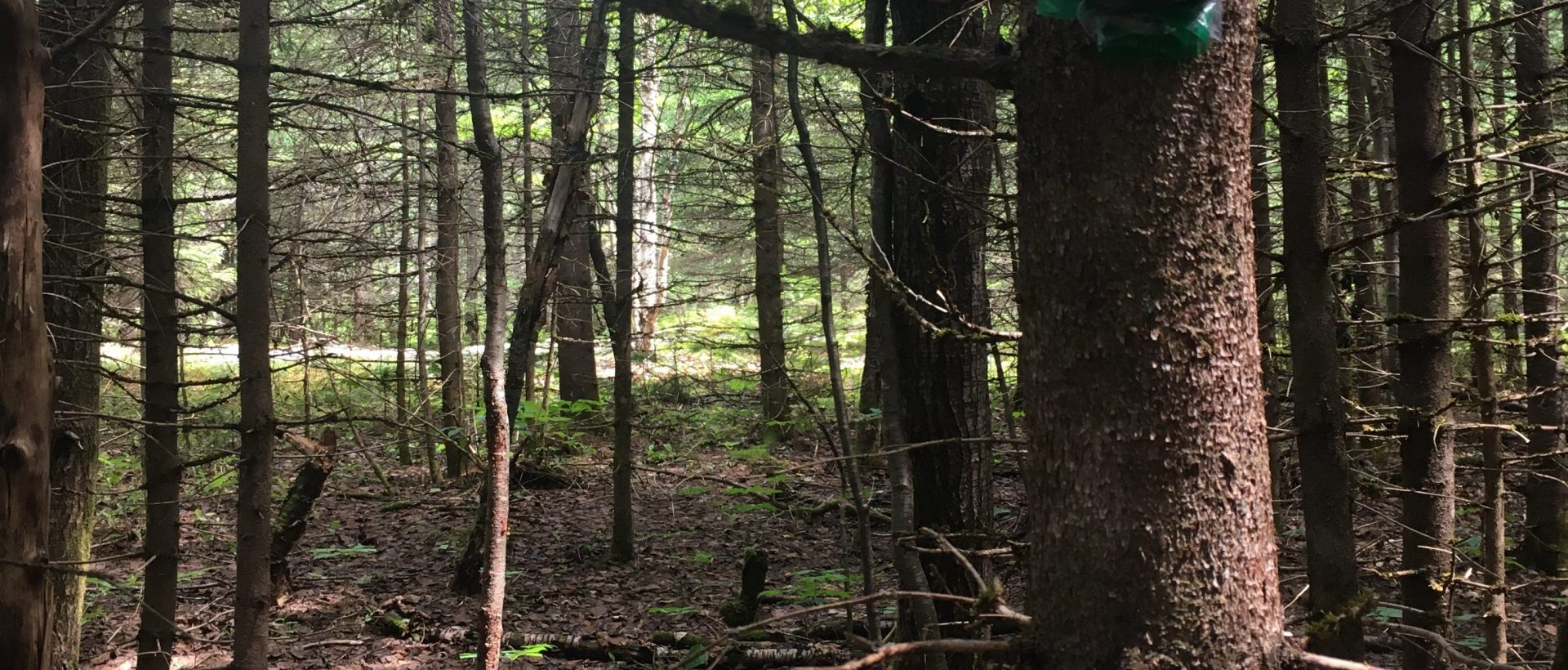 La SEPAQ veut optimiser ses données pour améliorer la protection de la faune et de la flore