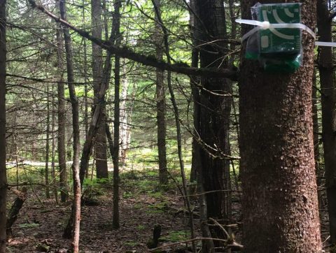 La SEPAQ veut optimiser ses données pour améliorer la protection de la faune et de la flore