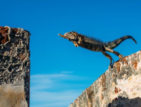 [ANALYSE] La fracture numérique engage-t-elle la loi du plus agile?