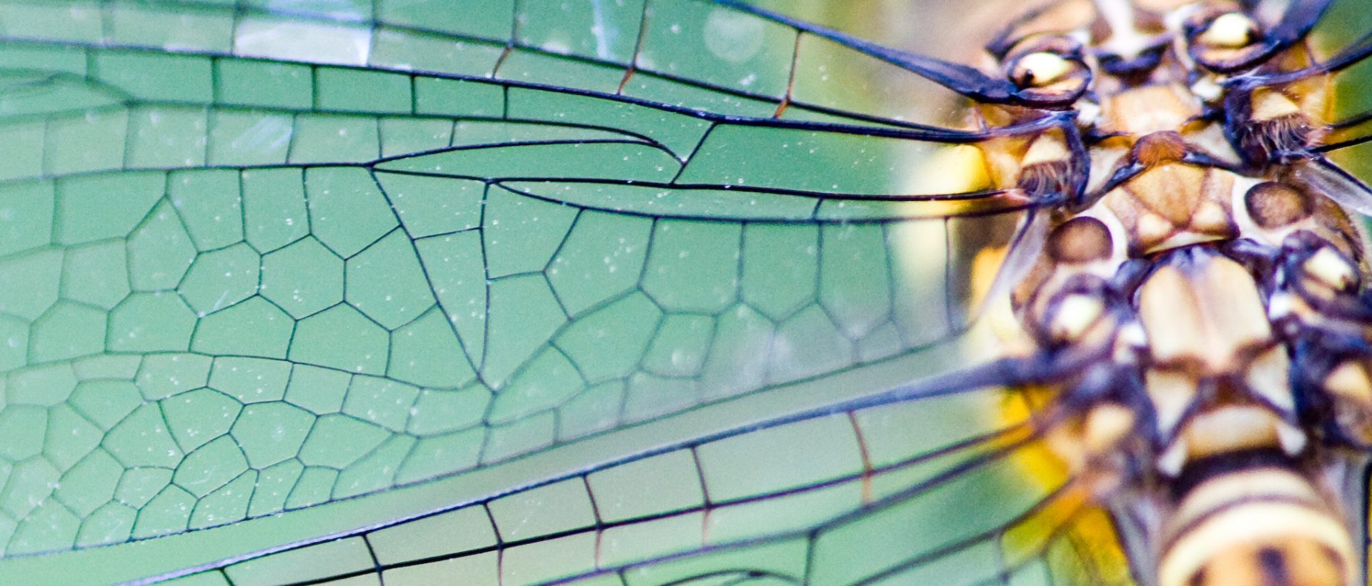 Biomimétisme : quand la nature inspire l’innovation dans l&rsquo;Armée