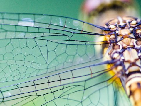 Biomimétisme : quand la nature inspire l’innovation dans l&rsquo;Armée