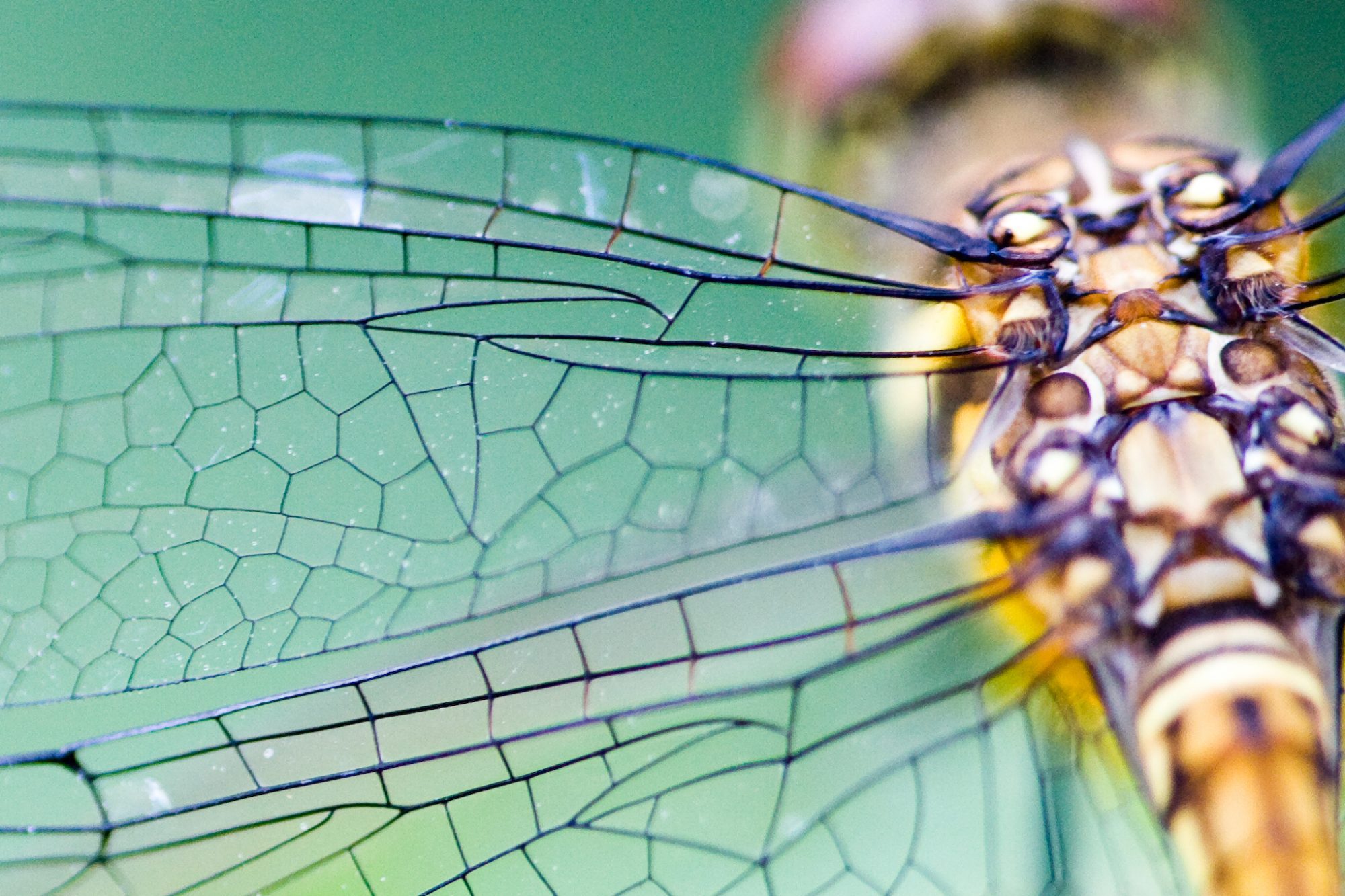 Biomimétisme : quand la nature inspire l’innovation dans l&rsquo;Armée