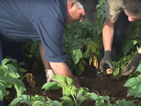 [BONNES PRATIQUES] DOLBEC : des patates parfaitement calibrées avec l’IA