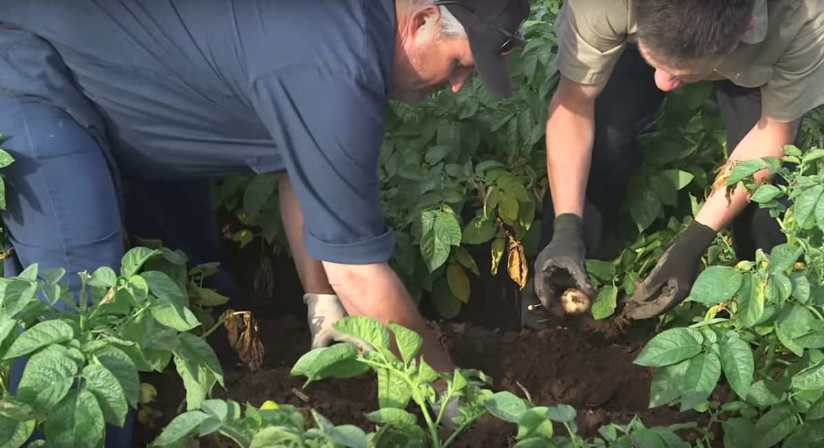 [BONNES PRATIQUES] DOLBEC : des patates parfaitement calibrées avec l’IA