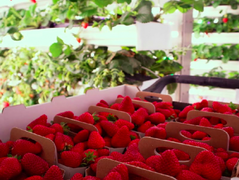 Ferme d&rsquo;Hiver reçoit un financement de 2,9M$ pour optimiser le contrôle des serres par l&rsquo;IA