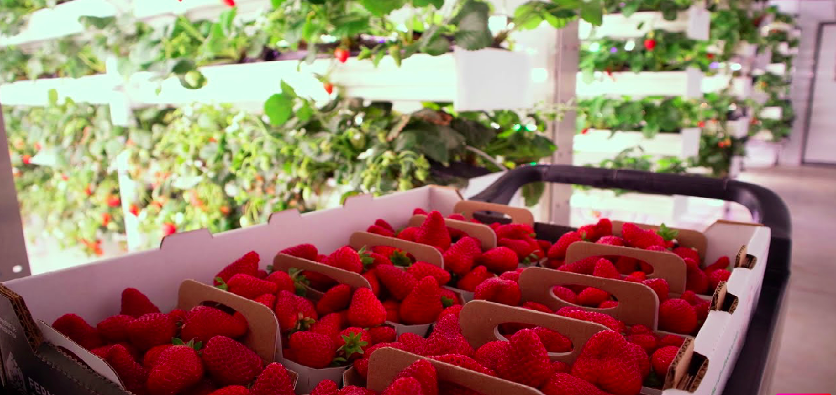 Ferme d&rsquo;Hiver reçoit un financement de 2,9M$ pour optimiser le contrôle des serres par l&rsquo;IA