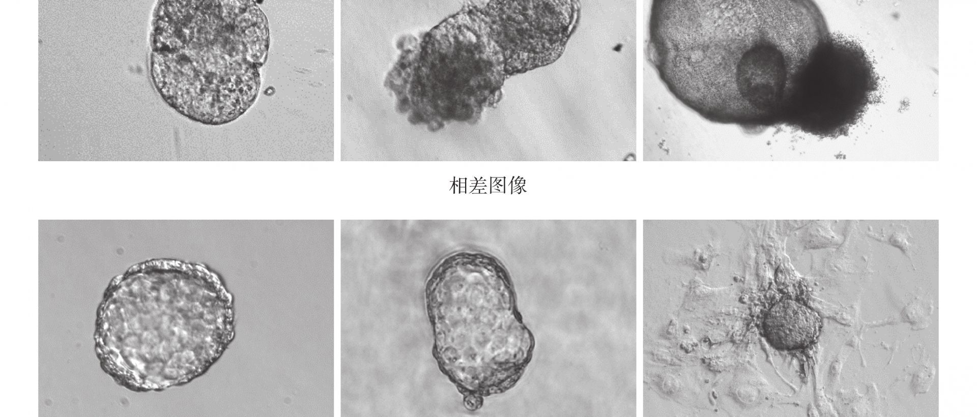 La Chine fait grandir des « bébés éprouvettes » avec l&rsquo;IA