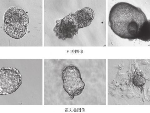La Chine fait grandir des « bébés éprouvettes » avec l&rsquo;IA