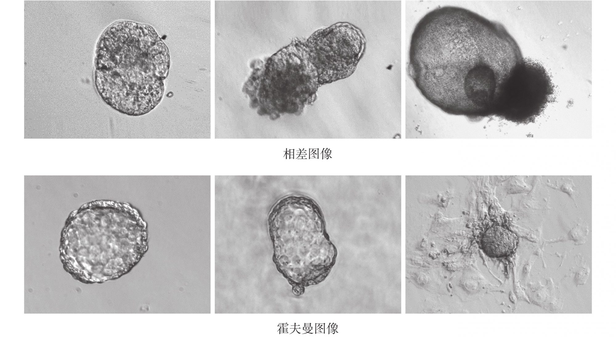 La Chine fait grandir des « bébés éprouvettes » avec l&rsquo;IA