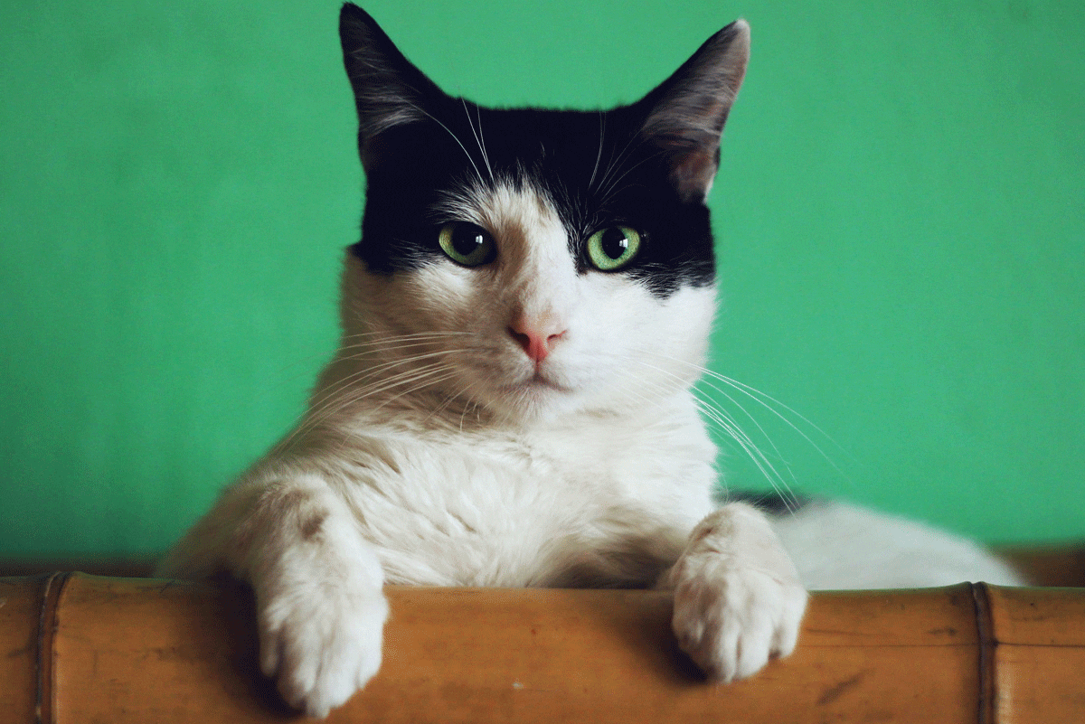 [ANALYSE] Le chat de Schrödinger est-il vivant ou mort ?