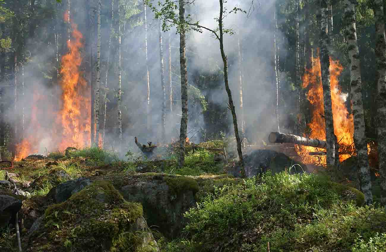 Le Fédéral lance un défi aux innovateurs pour réduire le risque de feux de forêts