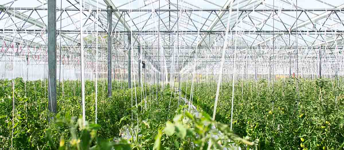 Réduire les gaz à effet de serre grâce à l&rsquo;intelligence artificielle