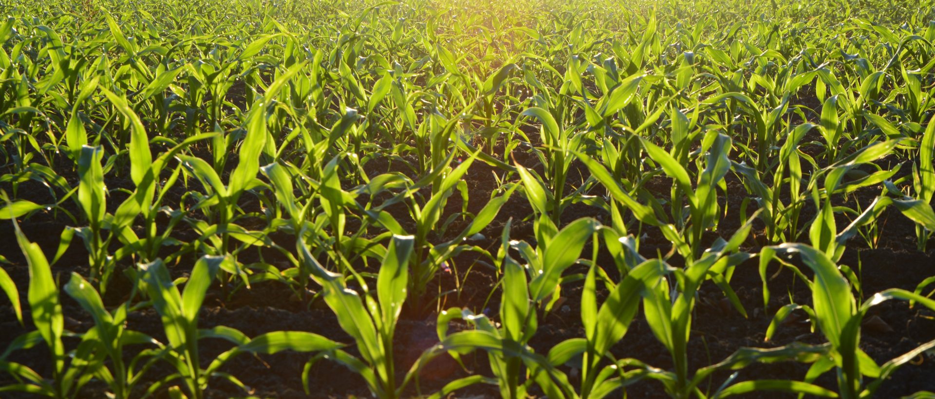 Agriculture numérique: l&rsquo;IA est-elle dans le champ?