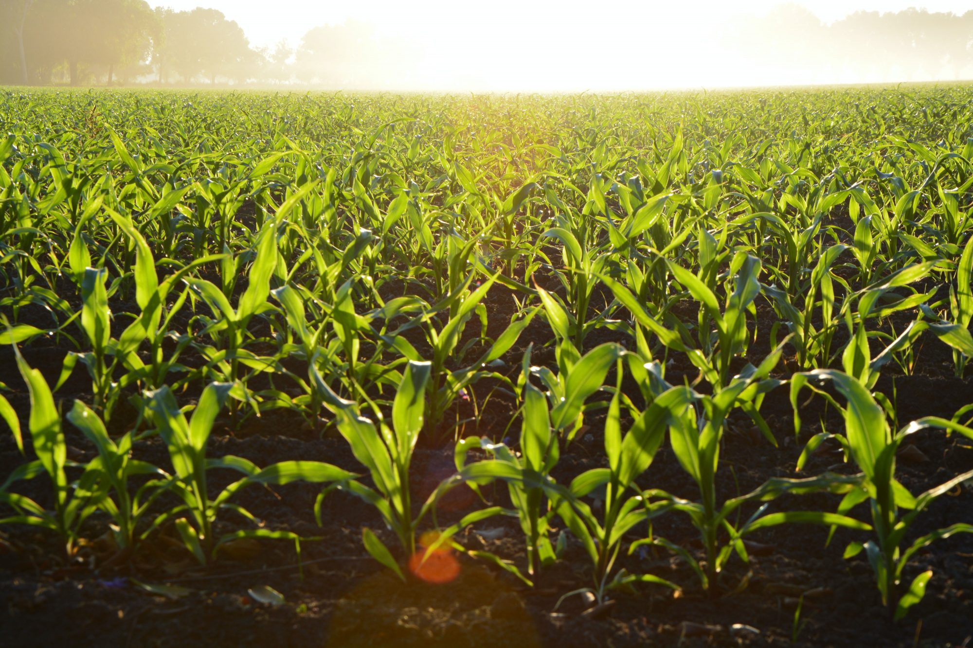 Agriculture numérique: l&rsquo;IA est-elle dans le champ?