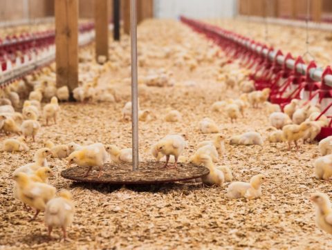 Des algorithmes dans les poulaillers du Québec