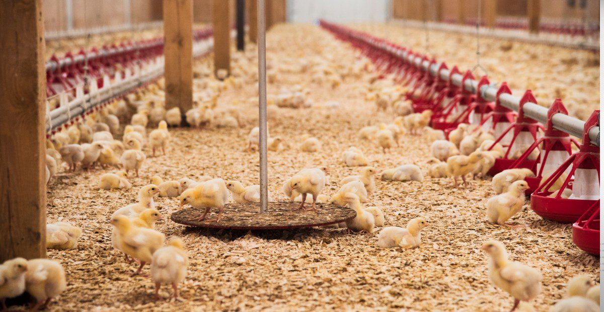 Des algorithmes dans les poulaillers du Québec