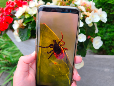 L&rsquo;IA pour lutter contre les tiques et les maladies qu&rsquo;elles transmettent