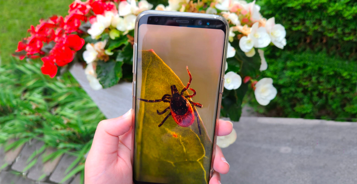 L&rsquo;IA pour lutter contre les tiques et les maladies qu&rsquo;elles transmettent