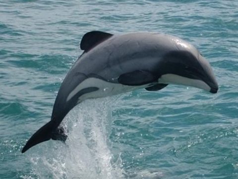 L’intelligence artificielle au centre des pistes de solution pour aider les espèces en voie d’extinction