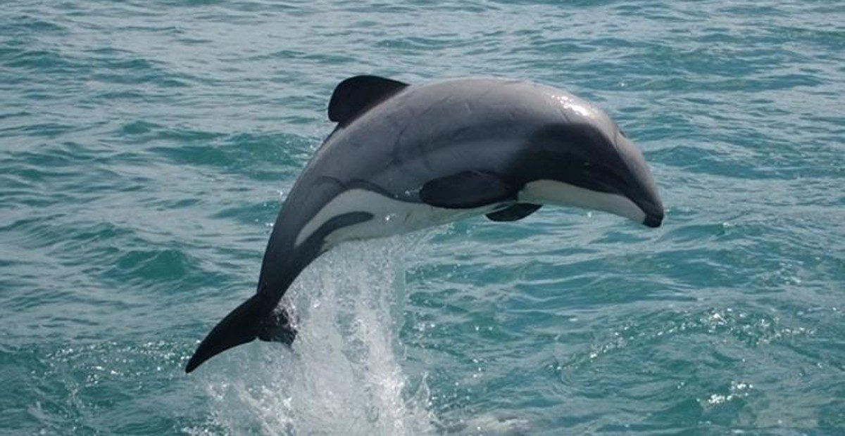 L’intelligence artificielle au centre des pistes de solution pour aider les espèces en voie d’extinction