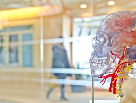 Imiter le cerveau humain pour mieux le comprendre