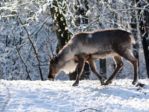 COP15 – Protéger la survie de nos caribous grâce aux technologies innovantes