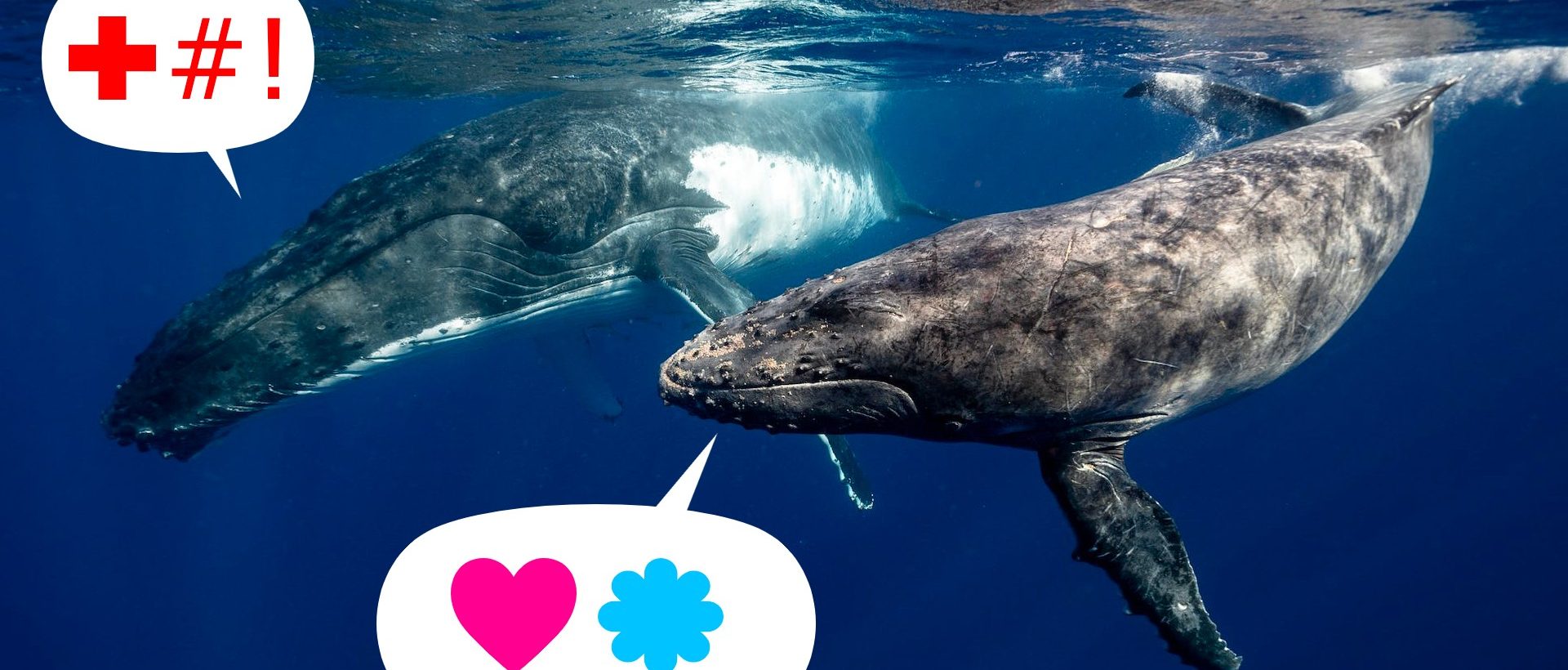 Comprendre les baleines grâce à l&rsquo;intelligence artificielle