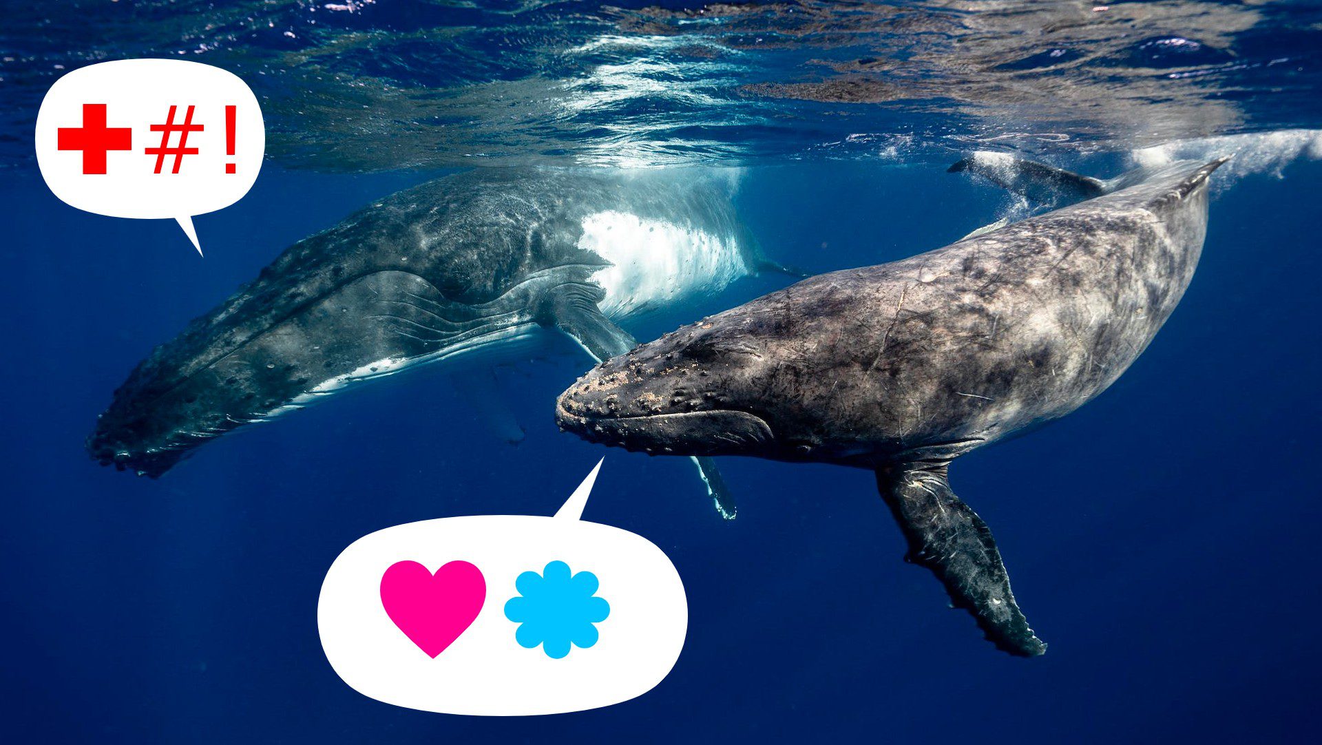 Comprendre les baleines grâce à l&rsquo;intelligence artificielle