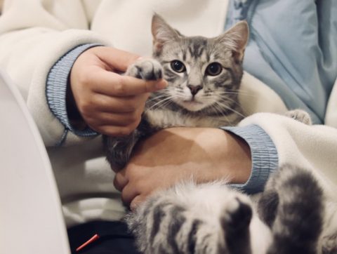 Un centre de médecine vétérinaire unique ouvre ses portes à Saint-Hyacinthe