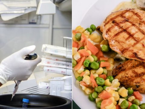 Agriculture cellulaire : propulser la recherche et l&rsquo;innovation au Québec