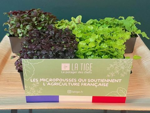 Innovation culinaire : Les micropousses vedettes du Lyon Street Food Festival