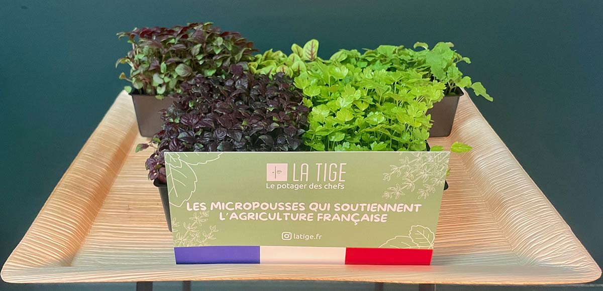 Innovation culinaire : Les micropousses vedettes du Lyon Street Food Festival